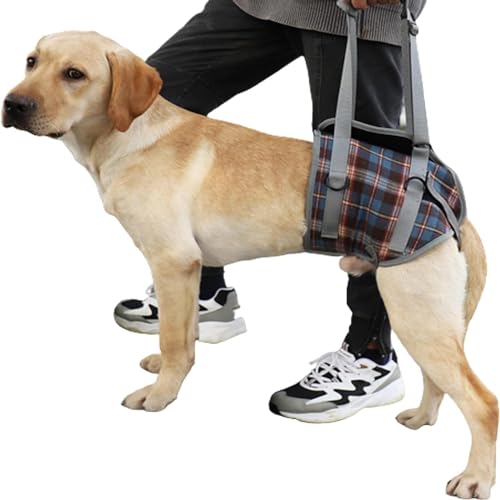 LoKori Hundestützgeschirr für die Hinterbeine, Hunde Tragehilfe vorne Hund Unterstützung Harness, weiche Hundestützschlaufe für verletzte behinderte kleine mittlere und große Hunde (S,Hind Legs Blue) von LoKori
