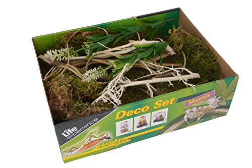 Lucky Reptile Life Experience Deco Set Mantis von Lucky Reptile