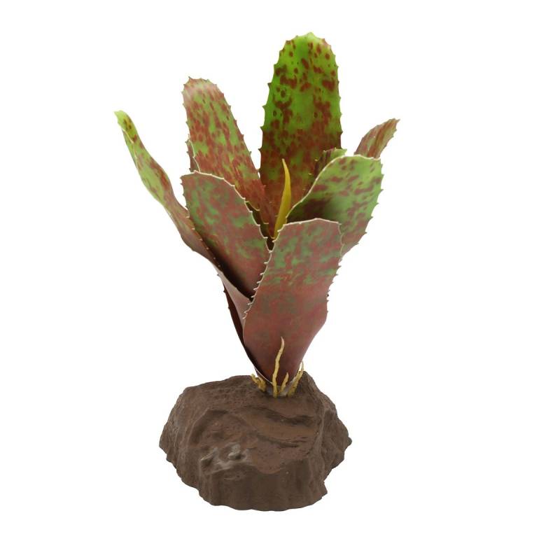 Lucky Reptile Bromelie Neoregelia grün 20 cm von Lucky Reptile