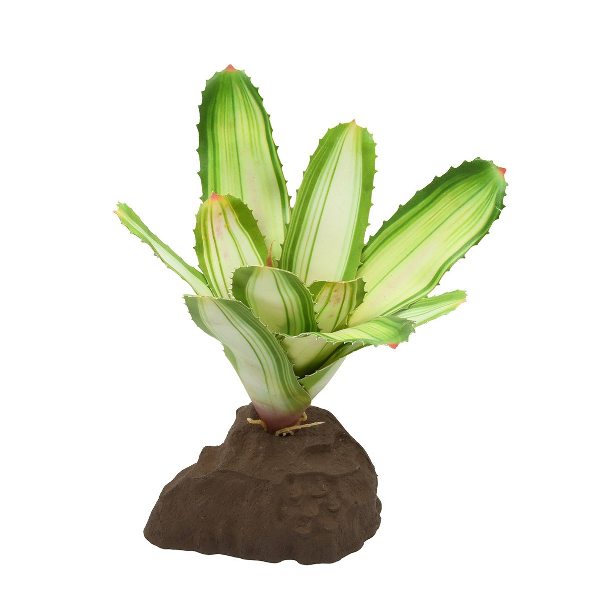 Lucky Reptile Bromelie Neoregelia weiß 20 cm Lucky Reptile Bromelie Neoregelia weiß 20 cm von Lucky Reptile
