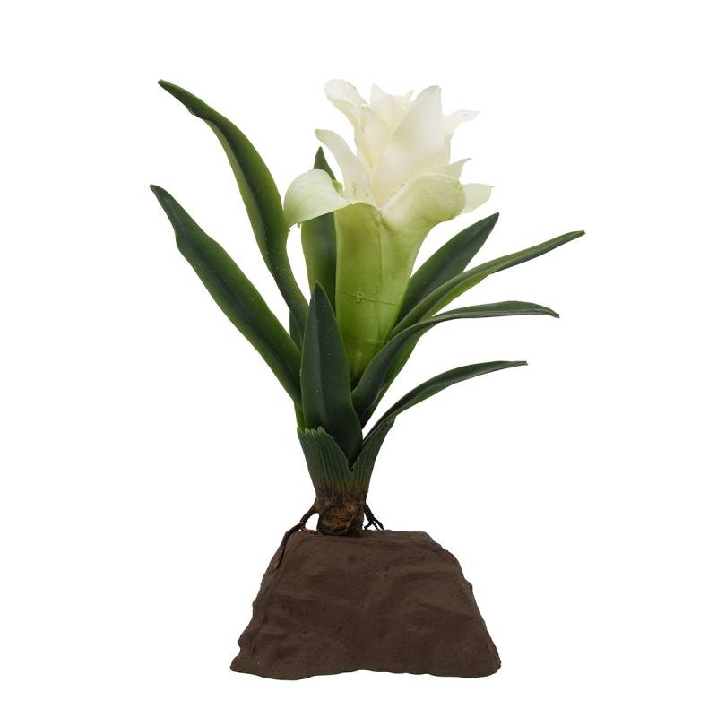 Lucky Reptile Bromelie Pflanze klein weiß 20 cm von Lucky Reptile