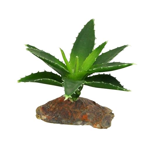 Lucky Reptile Agave, klein von Lucky Reptile