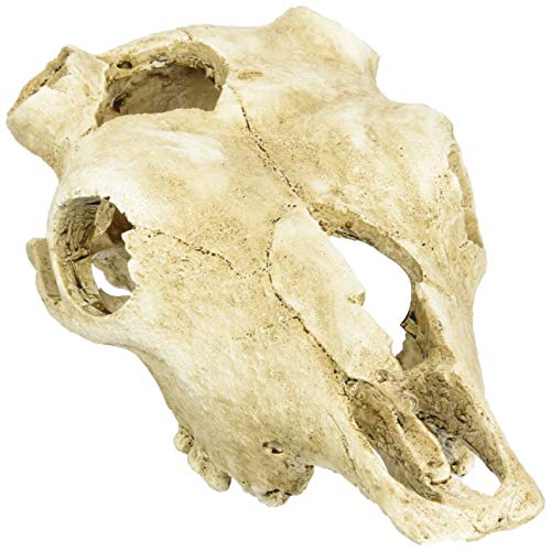 Lucky Reptile Deco Skull Cow (Kuhschädel) Lucky Reptile Deco Skull Cow (Kuhschädel) von Lucky Reptile