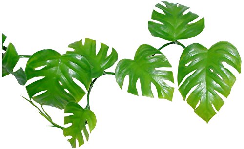 Lucky Reptile Rankenpflanze Pothos von Lucky Reptile