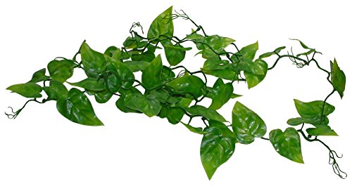 Lucky Reptile Rankenpflanze Philodendron von Lucky Reptile