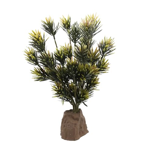 Lucky Reptile Podocarpus Lucky Reptile Podocarpus von Lucky Reptile