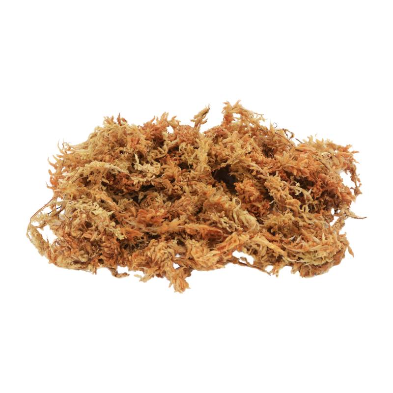 Lucky Reptile Sphagnum Moos - 100 g Lucky Reptile Sphagnum Moos - 100 g von Lucky Reptile