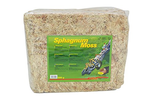 Lucky Reptile Sphagnum Moss - 500 g Terrarienmoos Ziegel für Reptilien - Terrarium Moos zur Erhöhung der Luftfeuchtigkeit - Moos aus kontrolliertem Anbau für Orchideen & Bromelien - Reptilien Zubehör von Lucky Reptile