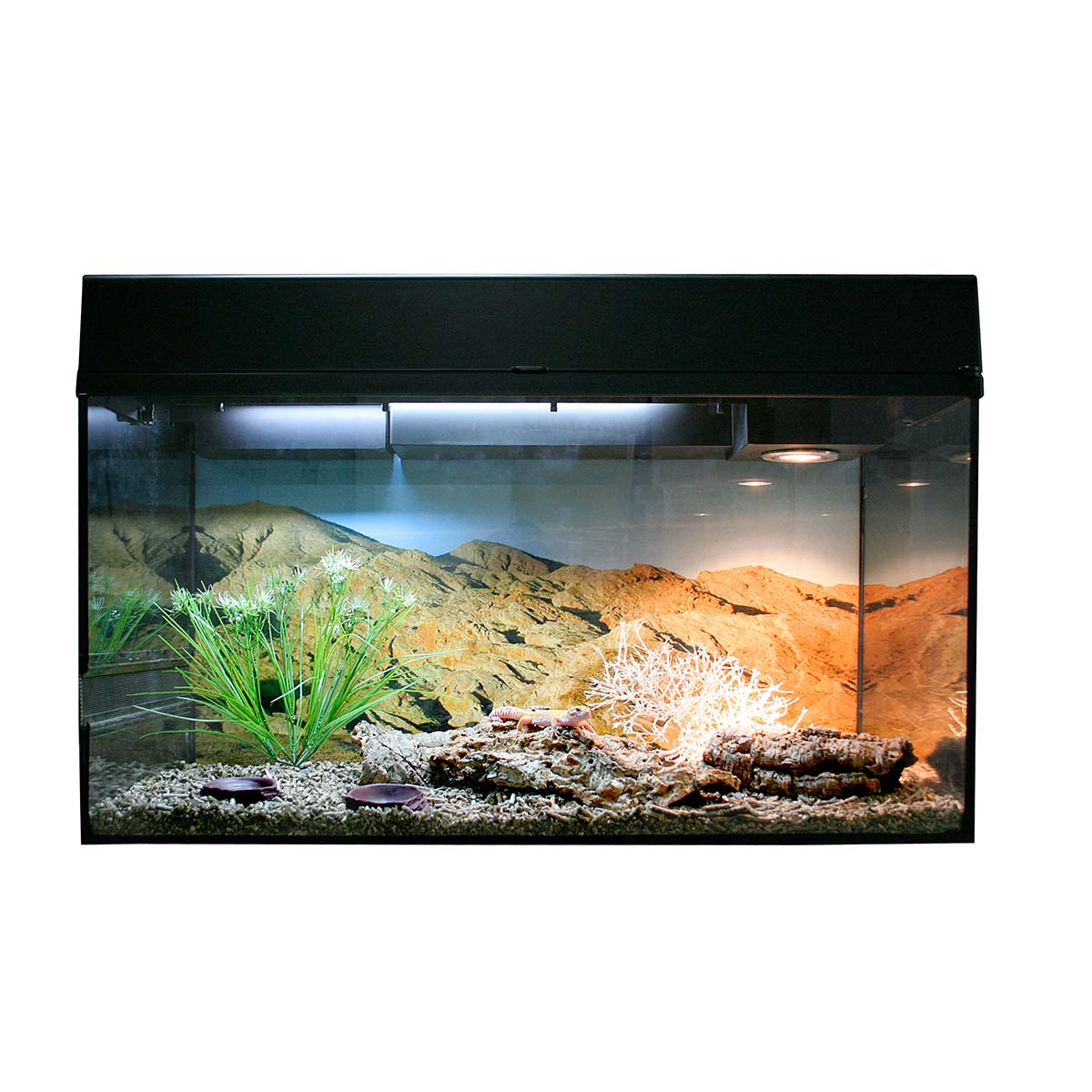 Lucky Reptile Terrarium Starter Kit 80 cm "Leopardgecko" Schwarz von Lucky Reptile