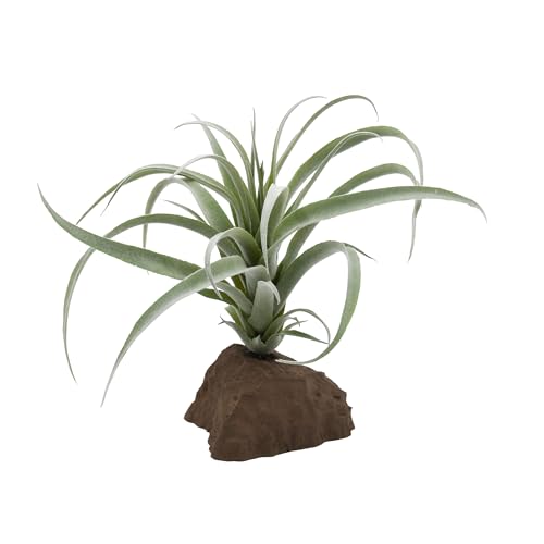 Lucky Reptile Tillandsie Lucky Reptile Tillandsie von Lucky Reptile