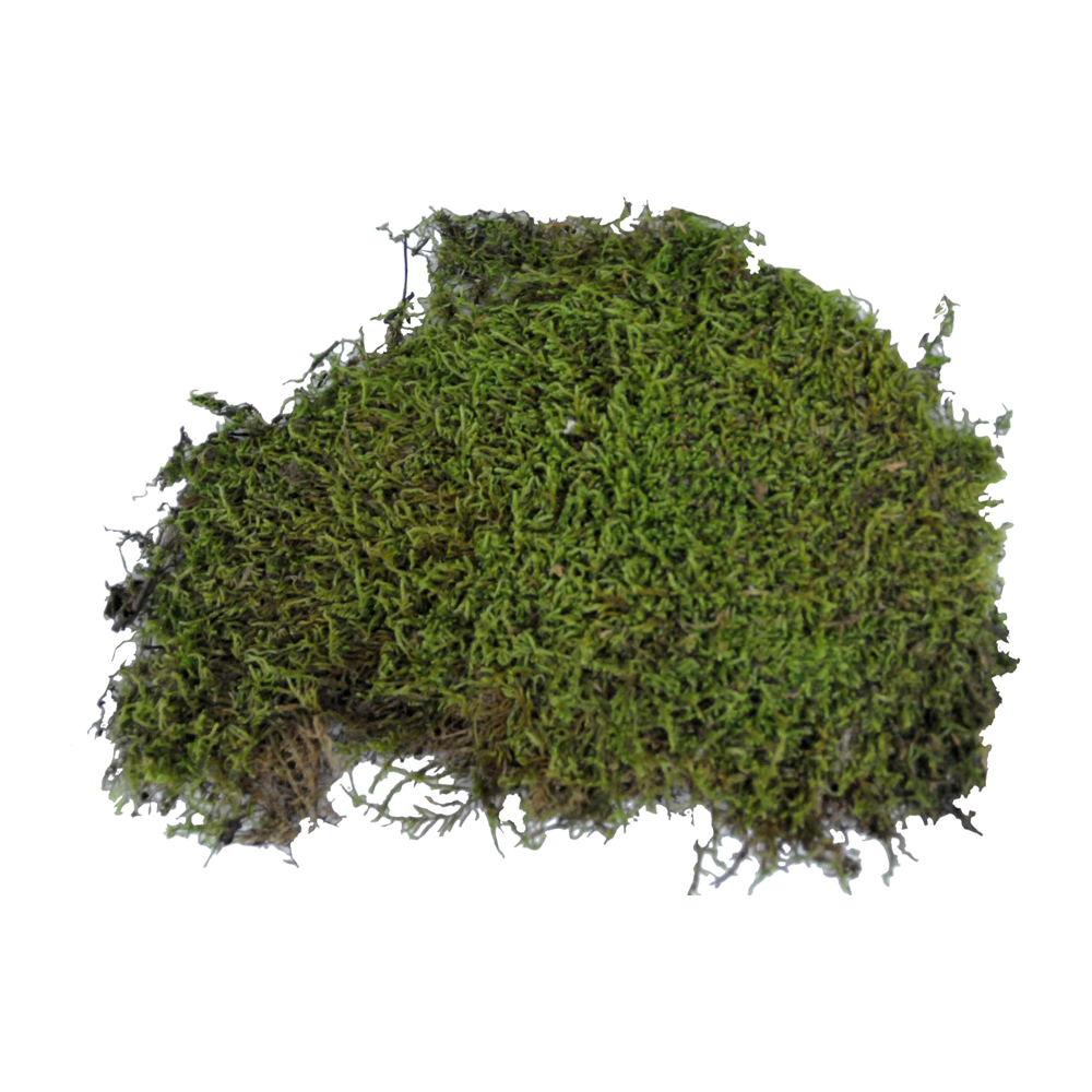 Lucky Reptile Vivarium Moos - 150 g Lucky Reptile Vivarium Moos - 150 g von Lucky Reptile