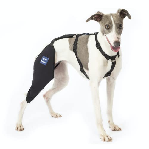 LufeLux Hunde-Kniebandage mit Geschirr und Verbindungsgurt, leicht und dehnbar, Unterstützung für zerrissene ACL Hinterbeine, Luxating Patella, reduziert Arthritis Schmerzen und Entzündungen (Medium) von LufeLux
