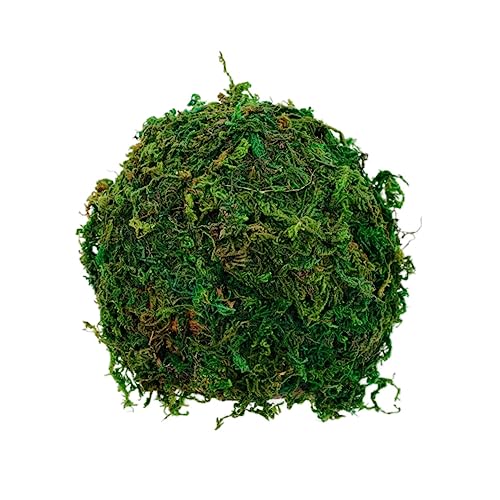 Luxshiny Reptilienversteck Höhle für Hamster und Kleintiere Dekorative Kletter und Versteckmöglichkeit Grün für Terrarium Sicheres und Gemütliches Versteck für Spinnen und Eidechsen Luxshiny Reptilienversteck Höhle für Hamster und Kleintiere Dekorative Kletter und Versteckmöglichkeit Grün für Terrarium Sicheres und Gemütliches Versteck für Spinnen und Eidechsen von Luxshiny
