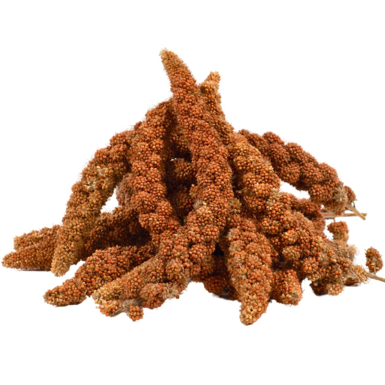 2 kg Lyra Pet® Kolbenhirse rot von Lyra Pet GmbH