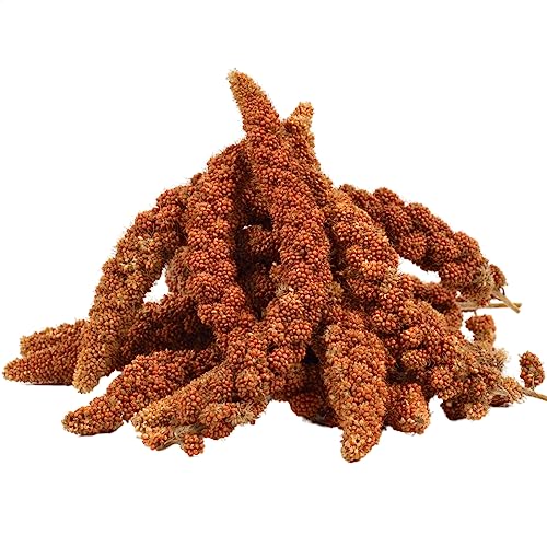 Lyra Pet® | 2 kg Kolbenhirse rot | Vogelfutter für Sittiche & Kanarienvögel | Handverlesene Hirse | Natürliche Nährstoffquelle für Vögel | Für das ganze Jahr | Hirsekolben für für Zier- und Wildvögel von Lyra Pet