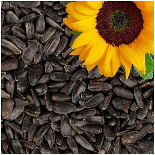 Lyra Pet® | 25 kg Sonnenblumenkerne Schwarz | Wildvogelfutter Ganzjährig | Ideal für Kleine Vögel | Vogelfutter für Gartenvögel | Mit Höchstem Ölgehalt | Spendet Energie im Sommer und Winter von Lyra Pet