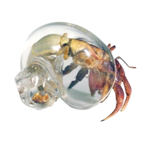 Einsiedlerkrebs-Muscheln, transparente Einsiedlerkrebs-Muschelschalen, große Einsiedlerkrebs-Muschelkunst, spiralförmige Muschelkunst, Ornamente für Aquarien, Dekoration für Aquarien Einsiedlerkrebs-Muscheln, transparente Einsiedlerkrebs-Muschelschalen, große Einsiedlerkrebs-Muschelkunst, spiralförmige Muschelkunst, Ornamente für Aquarien, Dekoration für Aquarien von Lyricalist