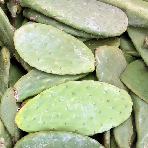 M&S Reptilien Angebot: 1 Kiste (10 kg) Feigenkaktus Opuntien als Futterpflanze Opuntia ficus Indica 100% Organic von M&S Reptilien