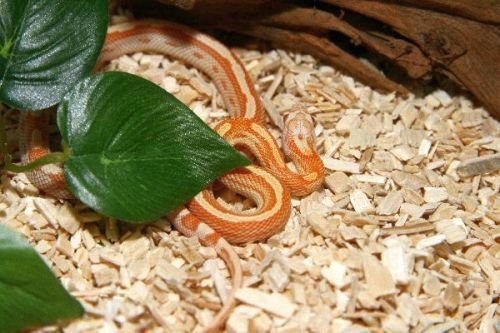 M&S Reptile-Wood Snake, 25 Liter von M&S Reptilien