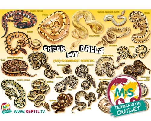 M&S Reptilien Poster: Königspython, codominante Farbmorphen von M&S Reptilien