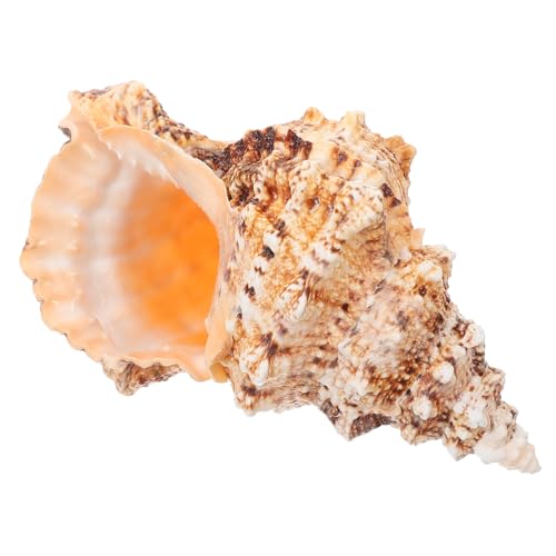 MAGICLULU Eimer Mit Muschelblumengesteck Wohnkultur Wohnzimmerdekor Vase Dekoration Muscheldekor Dekorativ Leben Bauernhaus Klein Bastelsachen Einmachgläser Bastelset Conch-blumentopf Hülse von MAGICLULU