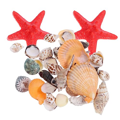 MAGICLULU Strandmuscheln Mit Meeresschnecken Für Mikrolandschaftsdekor Und DIY-zubehör Natürliche Muscheln Für Aquarium Und Heimdekoration Handwerkmaterial von MAGICLULU