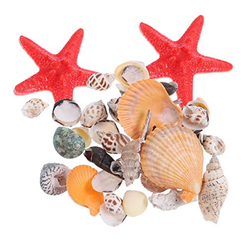 MAGICLULU Strandmuscheln Natürliche Muschel Und Meeresschnecke Für Mikrolandschaftsdekor Aquarium Dekoration DIY Handwerk Zuhause Schlafzimmer Bilderrahmen von MAGICLULU