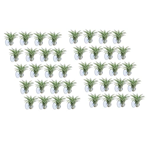 MAQUE 40 Stück Luft Pflanzen Halter, mit Saugnapf Zum Aufhängen (Pflanzen Nicht Lieferumfang Enthalten) von MAQUE