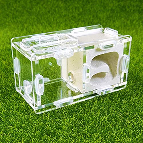 Ant Farm Acryl Transparent Worm Lore Ant Castle/Gips Display Box Educational Formicarium Habitat for Ant Easy to Install (Color : B) von MERAXI