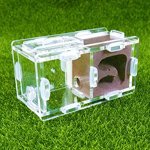 Ant Farm Acryl Transparent Worm Lore Ant Castle/Gips Display Box Educational Formicarium Habitat for Ant Easy to Install (Color : C) von MERAXI