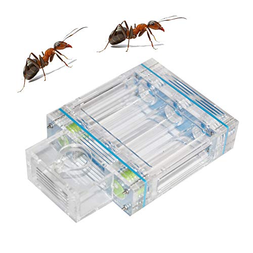 Transparent Acrylic Ant Nest Feeding System Ant Farm Habitat Feeding Hexapod Educational Formicarium Study Behavior of Ants Ecosystem Birthday Present Gift (Color : Clear) von MERAXI