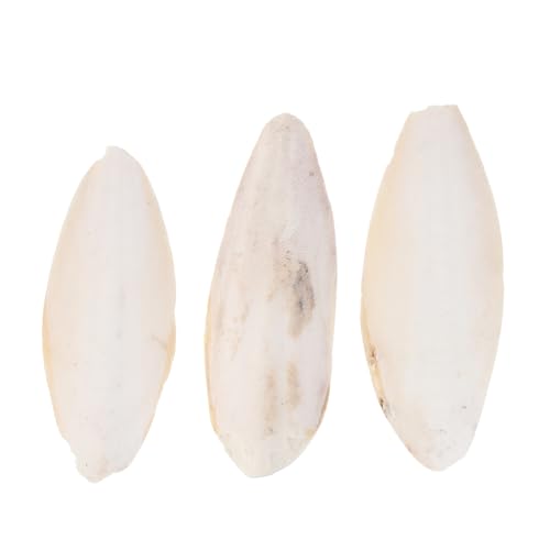 MERRYHAPY 3 STK Vogelkuschelknochen kanarisches Spielzeug Spielzeuge Cuttlebone molares Cuttlebone Kauspielzeug Backenzahn Knochen Meeresschildkröte Vögel Kanarienvogel MERRYHAPY 3 STK Vogelkuschelknochen kanarisches Spielzeug Spielzeuge Cuttlebone molares Cuttlebone Kauspielzeug Backenzahn Knochen Meeresschildkröte Vögel Kanarienvogel von MERRYHAPY