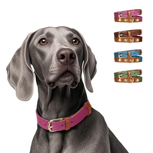 MIDOG Zweifarbiges Hundehalsband aus echtem Leder, weich und langlebig, verstellbare rostfreie Metallschnalle, geeignet für kleine, mittelgroße und große Hunde (Halsumfang 30,5 - 38,1 cm, Violett-Rot, MIDOG Zweifarbiges Hundehalsband aus echtem Leder, weich und langlebig, verstellbare rostfreie Metallschnalle, geeignet für kleine, mittelgroße und große Hunde (Halsumfang 30,5 - 38,1 cm, Violett-Rot, von MIDOG