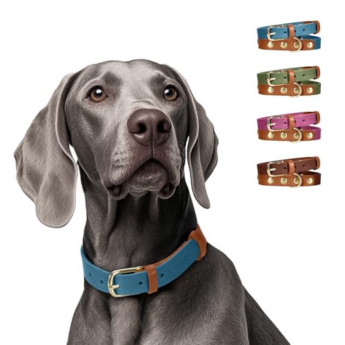 MIDOG Zweifarbiges Hundehalsband aus echtem Leder, weich und langlebig, verstellbare rostfreie Metallschnalle, geeignet für kleine, mittelgroße und große Hunde (Halsumfang von 38,1 - 48,3 cm, Blau, MIDOG Zweifarbiges Hundehalsband aus echtem Leder, weich und langlebig, verstellbare rostfreie Metallschnalle, geeignet für kleine, mittelgroße und große Hunde (Halsumfang von 38,1 - 48,3 cm, Blau, von MIDOG