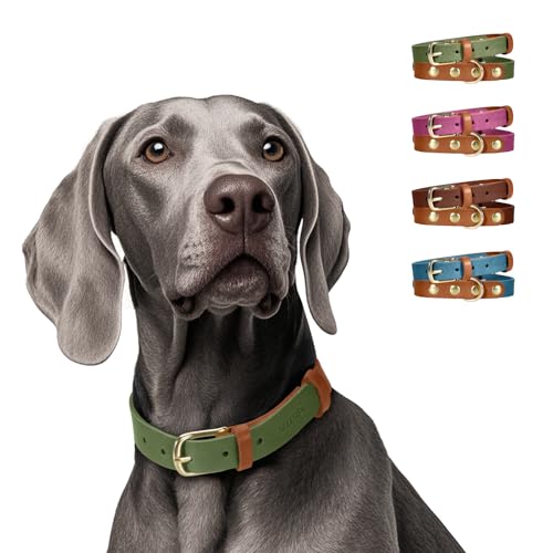 MIDOG Zweifarbiges Hundehalsband aus echtem Leder, weich und langlebig, verstellbare rostfreie Metallschnalle, geeignet für kleine, mittelgroße und große Hunde (Halsumfang von 38,1 - 48,3 cm, Grün, MIDOG Zweifarbiges Hundehalsband aus echtem Leder, weich und langlebig, verstellbare rostfreie Metallschnalle, geeignet für kleine, mittelgroße und große Hunde (Halsumfang von 38,1 - 48,3 cm, Grün, von MIDOG