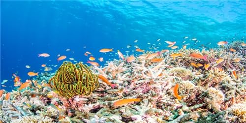 MIRRORANG 120x46cm Aquarium Hintergrund Koralle Tropische Fische Unterwasser Fisch Tank Hintergrund Langlebig von MIRRORANG