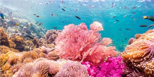 MIRRORANG 120x46cm Aquarium Hintergrund Unterwasserwelt Aquatische Bunte Koralle Tropisches Aquarium Hintergrund Bartagame Vivarium Hintergrund Vinyl von MIRRORANG