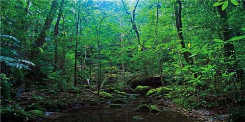 MIRRORANG 120x46cm Deep Forest Terrarium Hintergrund Tropische Pflanzen Wasser See Aquarium Hintergrund Regenwald Reptilien Lebensraum Hintergrund Durable Vinyl Hintergrund MIRRORANG 120x46cm Deep Forest Terrarium Hintergrund Tropische Pflanzen Wasser See Aquarium Hintergrund Regenwald Reptilien Lebensraum Hintergrund Durable Vinyl Hintergrund von MIRRORANG