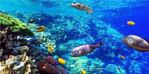 MIRRORANG 120x46cm Langlebige Aquarium Hintergrund Koralle Tropische Fische Riff Unterwasser Fisch Tank Hintergrund Vinyl von MIRRORANG