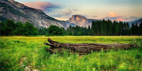 MIRRORANG 120x50cm Berg und Wald Terrarium Hintergrund Natur Landschaft Aquarium Hintergrund Sunny Meadow Reptile Habitat Hintergrund Durable Vinyl Hintergrund von MIRRORANG