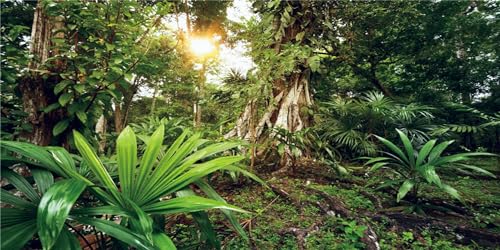 MIRRORANG 120x50cm Deep Forest Terrarium Hintergrund Sonnenschein Tropische Pflanzen Bäume Aquarium Hintergrund Regenwald Reptilien Lebensraum Hintergrund Vinyl von MIRRORANG