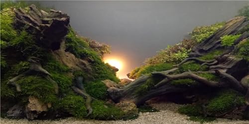 MIRRORANG 120x50cm Flussbett & See Aquarium Hintergrund Sonnenschein Wasserpflanze Aquarium Hintergrund Vinyl MIRRORANG 120x50cm Flussbett & See Aquarium Hintergrund Sonnenschein Wasserpflanze Aquarium Hintergrund Vinyl von MIRRORANG