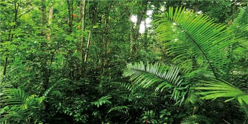 MIRRORANG 120x50cm Tropischer Wald Terrarium Hintergrund Grün Tropische Pflanzen Aquarium Hintergrund Regenwald Reptilien Lebensraum Hintergrund Langlebig Vinyl Hintergrund von MIRRORANG