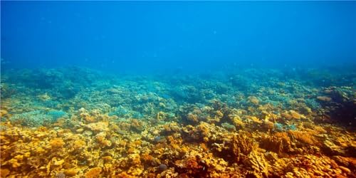 MIRRORANG 120x50cm Unterwasser-Thema Aquarium Hintergrund Unterwasser Stein Koralle Fisch Tank Hintergrund von MIRRORANG