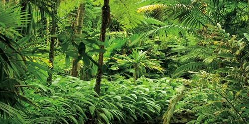 MIRRORANG 120x61cm Tropische Landschaft Terrarium Hintergrund Tropische Pflanzen Aquarium Hintergrund Regenwald Reptilien Lebensraum Hintergrund Langlebig Vinyl Hintergrund von MIRRORANG