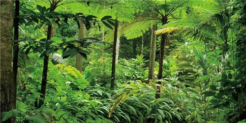 MIRRORANG 120x61cm Tropische Landschaft Terrarium Hintergrund Tropische Pflanzen Bäume Aquarium Hintergrund Regenwald Reptilien Lebensraum Hintergrund Vinyl MIRRORANG 120x61cm Tropische Landschaft Terrarium Hintergrund Tropische Pflanzen Bäume Aquarium Hintergrund Regenwald Reptilien Lebensraum Hintergrund Vinyl von MIRRORANG