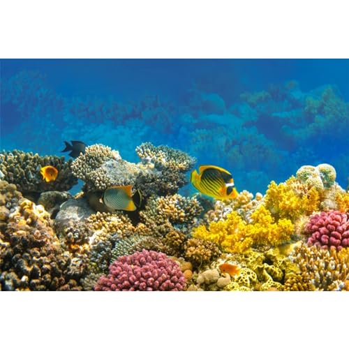 MIRRORANG 120x61cm Unterwasser Aquarium Hintergrund Bunte Koralle Tropisches Aquarium Unterwasser Hintergrund Flussbett & See Aquarium Hintergrund MIRRORANG 120x61cm Unterwasser Aquarium Hintergrund Bunte Koralle Tropisches Aquarium Unterwasser Hintergrund Flussbett & See Aquarium Hintergrund von MIRRORANG