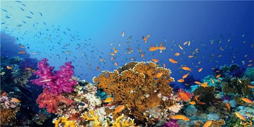 MIRRORANG 180x46cm Aquarium Hintergrund Tropische Fische Koralle Unterwasser Fisch Tank Hintergrund Langlebig Fisch Tank Hintergrund von MIRRORANG