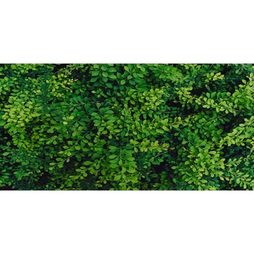 MIRRORANG 180x46cm Üppiges grünes Laub Reptil Terrarium Aquarium Hintergrund Dichte natürliche Blätter Aquarium Hintergrund Bartagame Vivarium Hintergrund Vinyl MIRRORANG 180x46cm Üppiges grünes Laub Reptil Terrarium Aquarium Hintergrund Dichte natürliche Blätter Aquarium Hintergrund Bartagame Vivarium Hintergrund Vinyl von MIRRORANG