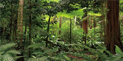 MIRRORANG 180x61cm Tropical Forest Terrarium Hintergrund Sonnenschein Grüne Bäume Aquarium Hintergrund Regenwald Reptilien Lebensraum Hintergrund Durable Vinyl Hintergrund MIRRORANG 180x61cm Tropical Forest Terrarium Hintergrund Sonnenschein Grüne Bäume Aquarium Hintergrund Regenwald Reptilien Lebensraum Hintergrund Durable Vinyl Hintergrund von MIRRORANG